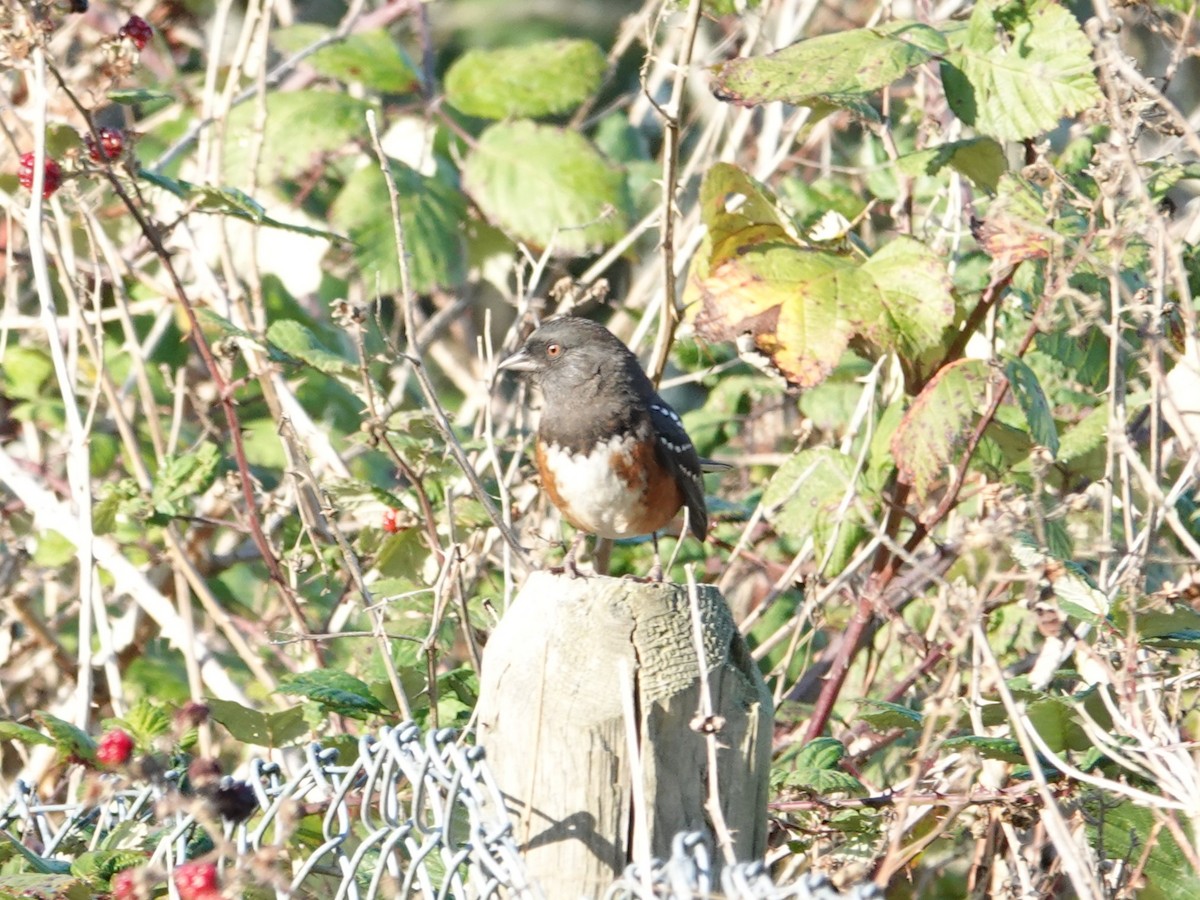 Spotted Towhee - ML625082314