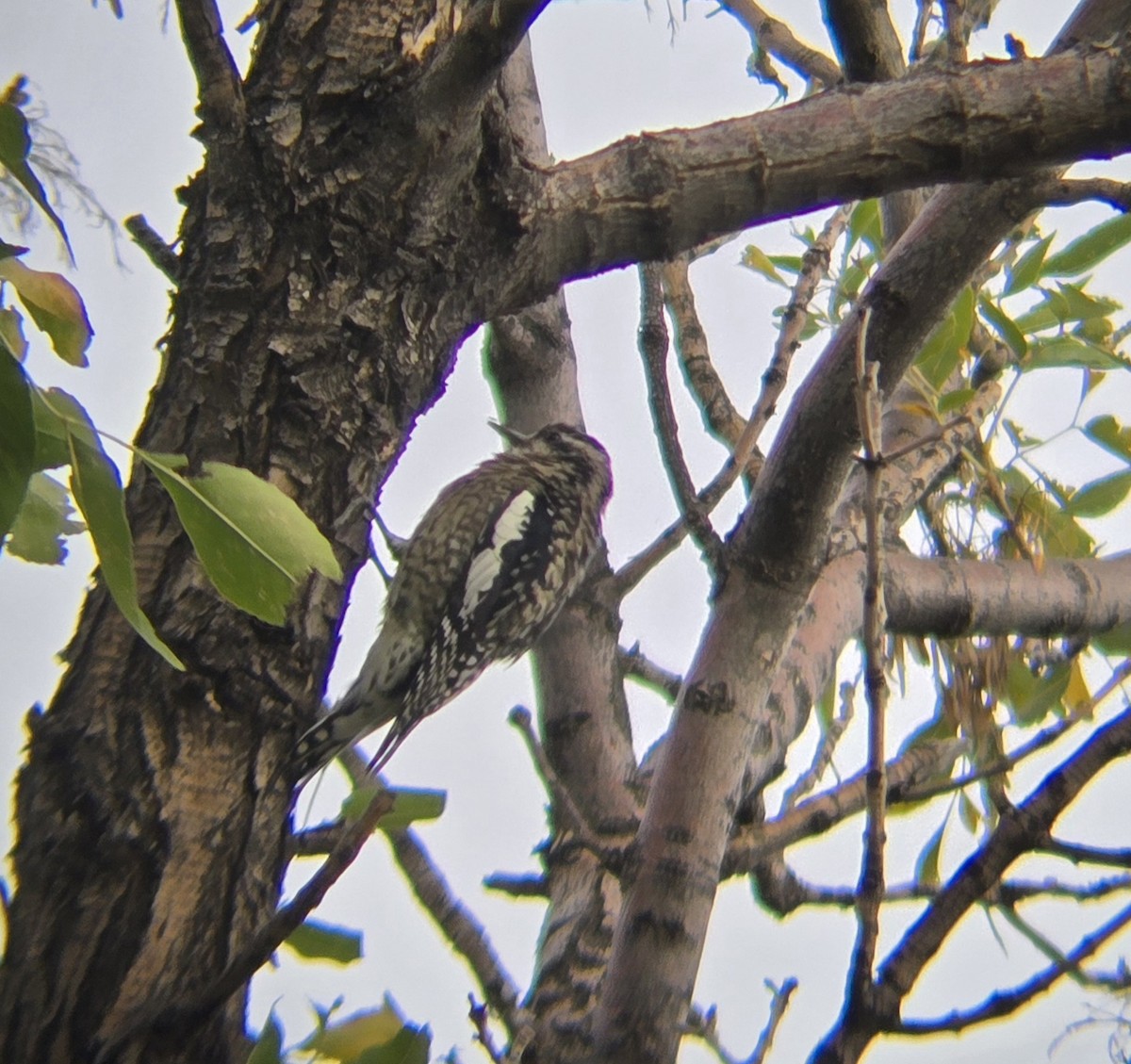 Yellow-bellied Sapsucker - ML625082429