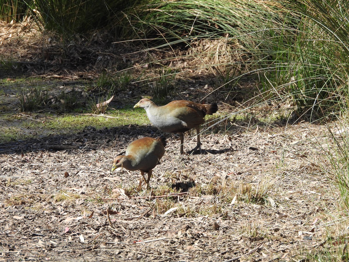 Tasmanian Nativehen - ML625082494