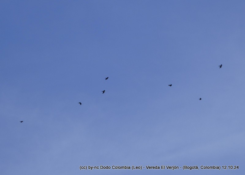 Broad-winged Hawk - ML625082496