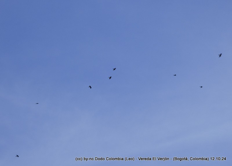 Broad-winged Hawk - ML625082497