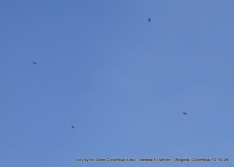 Broad-winged Hawk - ML625082498