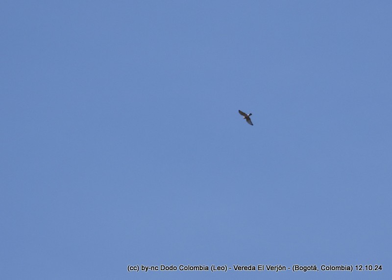 Broad-winged Hawk - ML625082499