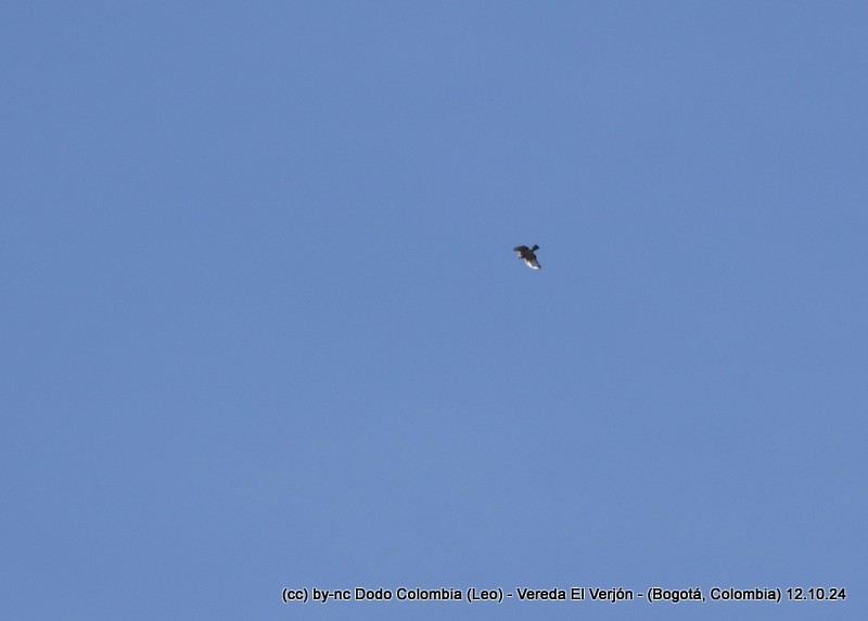 Broad-winged Hawk - ML625082500