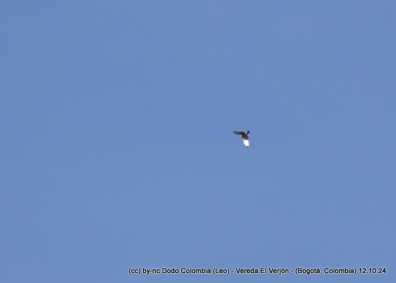 Broad-winged Hawk - ML625082501