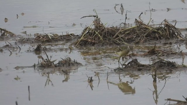 Дорнын шар цэгцгий - ML625082554