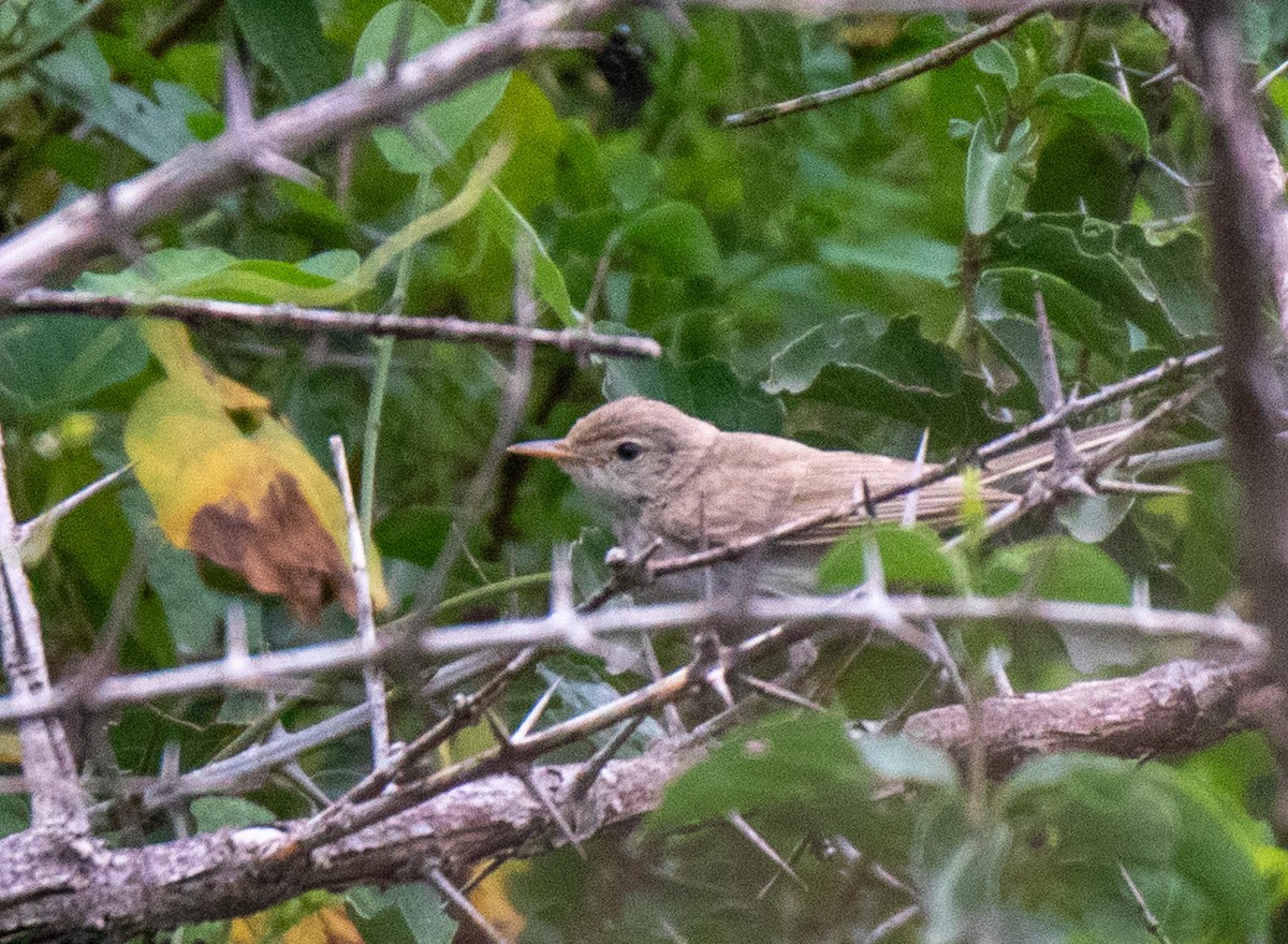 Clamorous Reed Warbler - Aditya Shankar