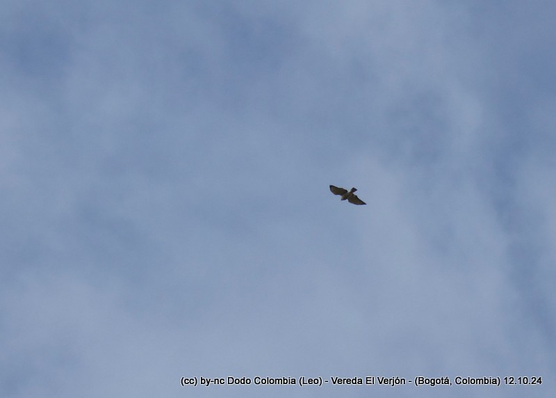 Black-chested Buzzard-Eagle - ML625082668