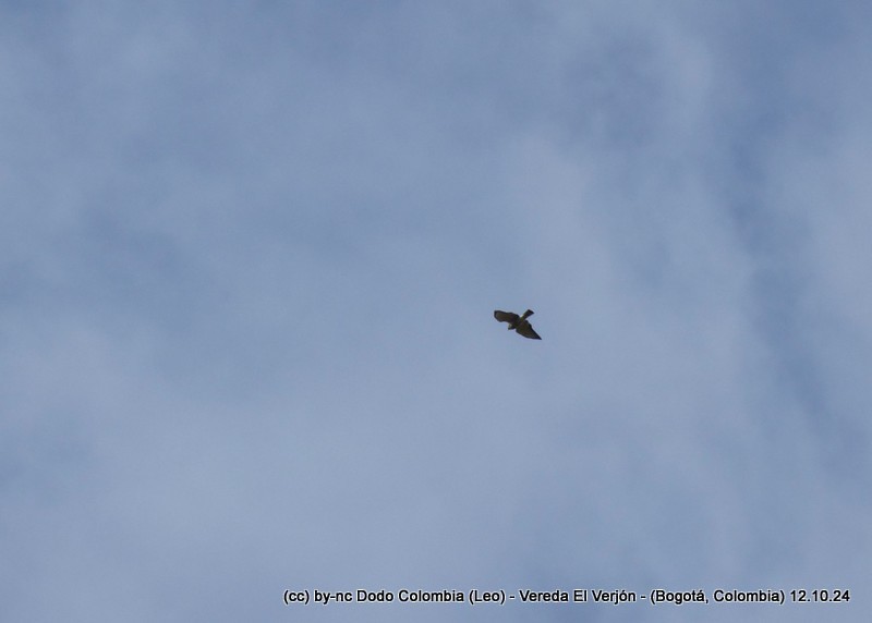 Black-chested Buzzard-Eagle - ML625082669