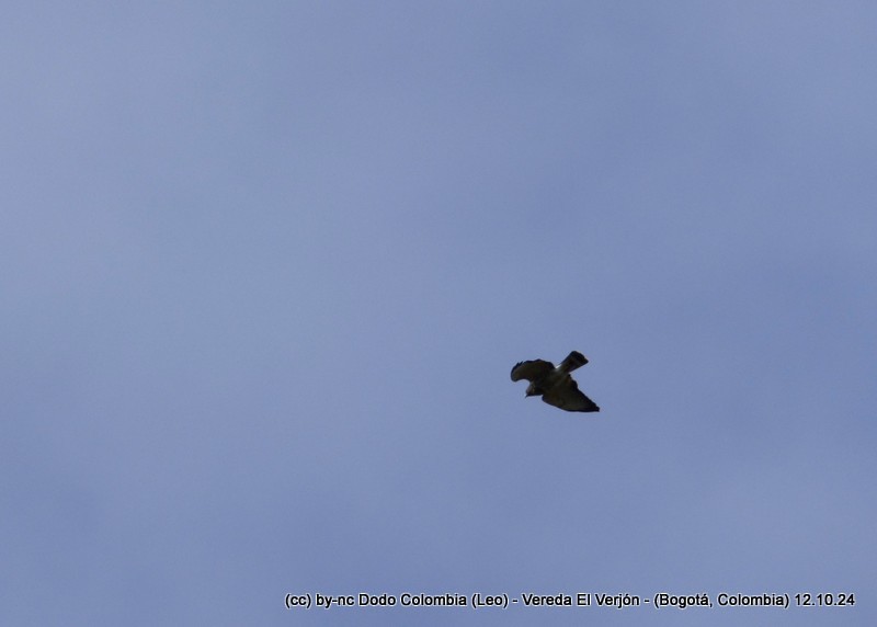 Black-chested Buzzard-Eagle - ML625082671