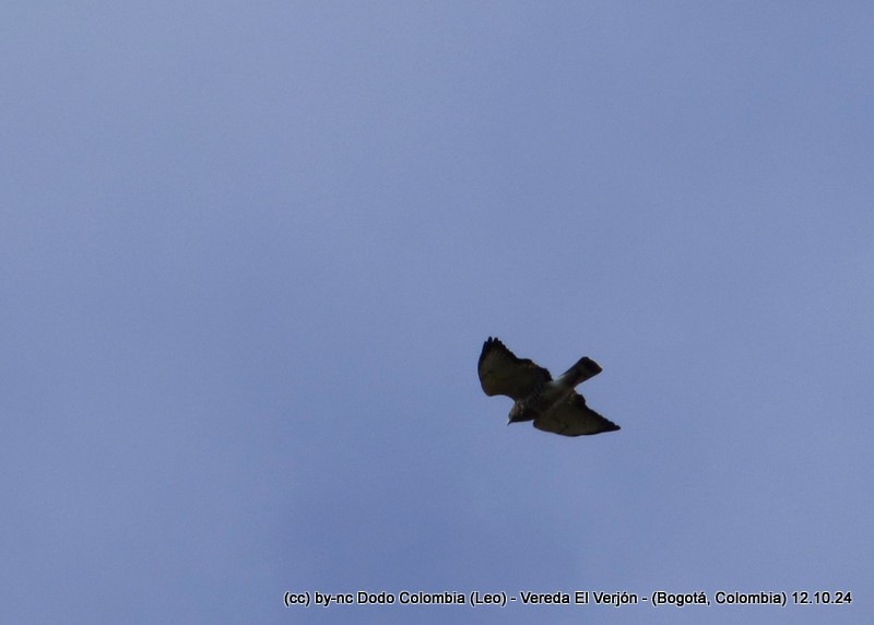 Black-chested Buzzard-Eagle - ML625082672