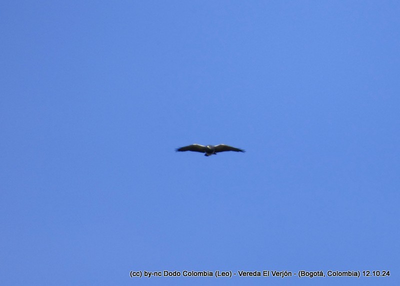 Black-chested Buzzard-Eagle - ML625082673