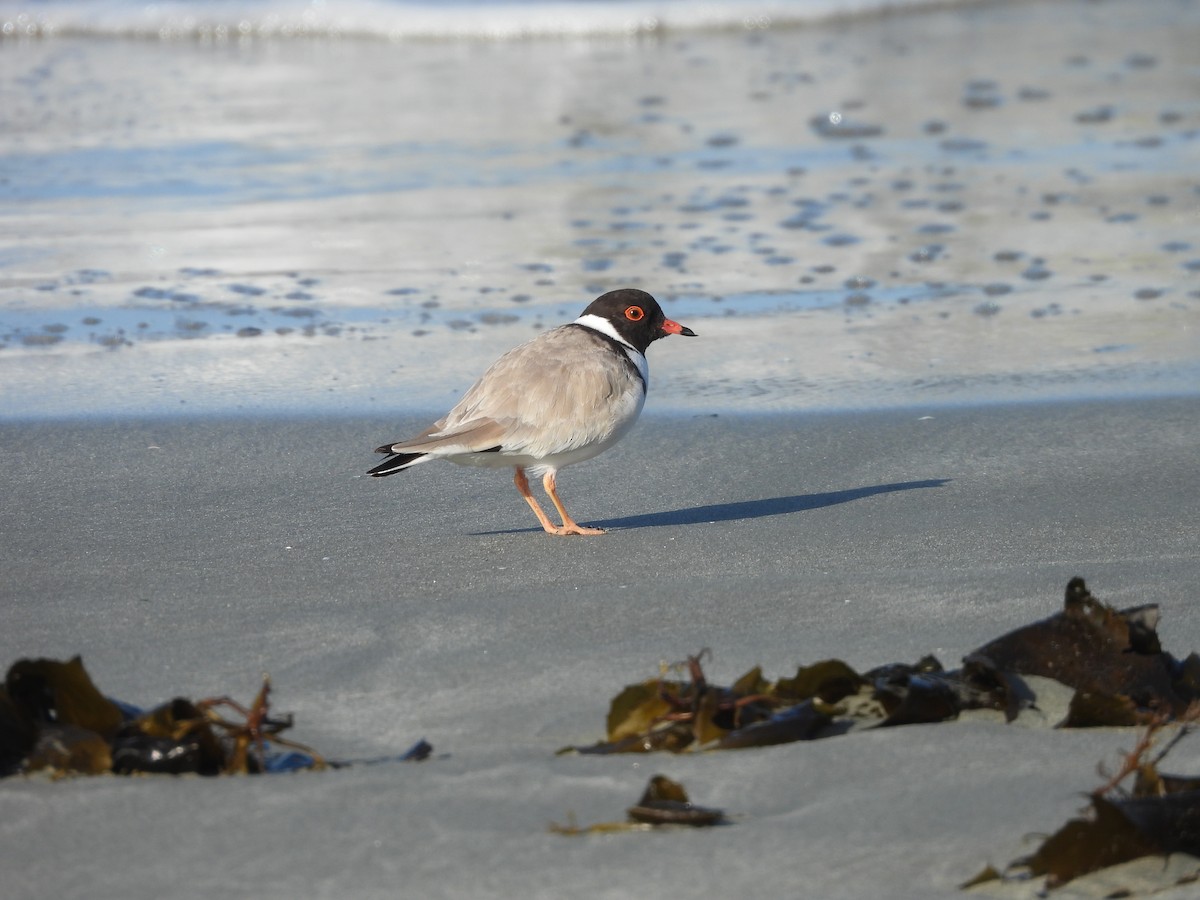 Hooded Plover - ML625082676