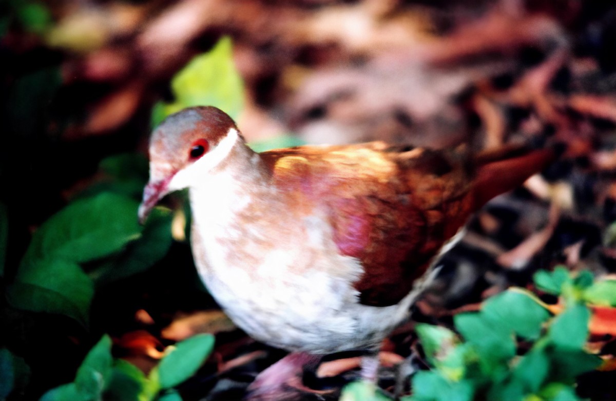 Key West Quail-Dove - ML625082691
