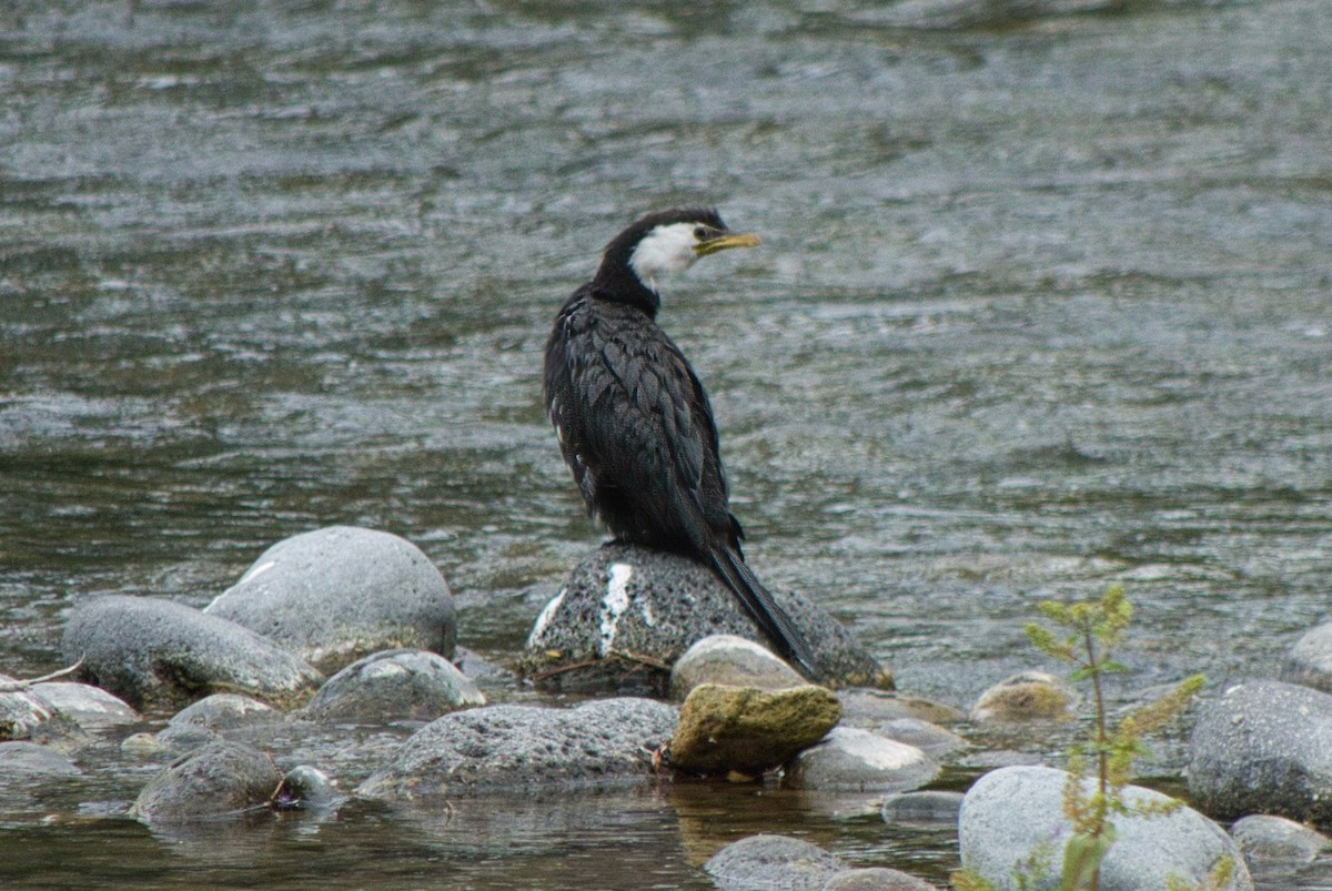 Little Pied Cormorant - ML625082791