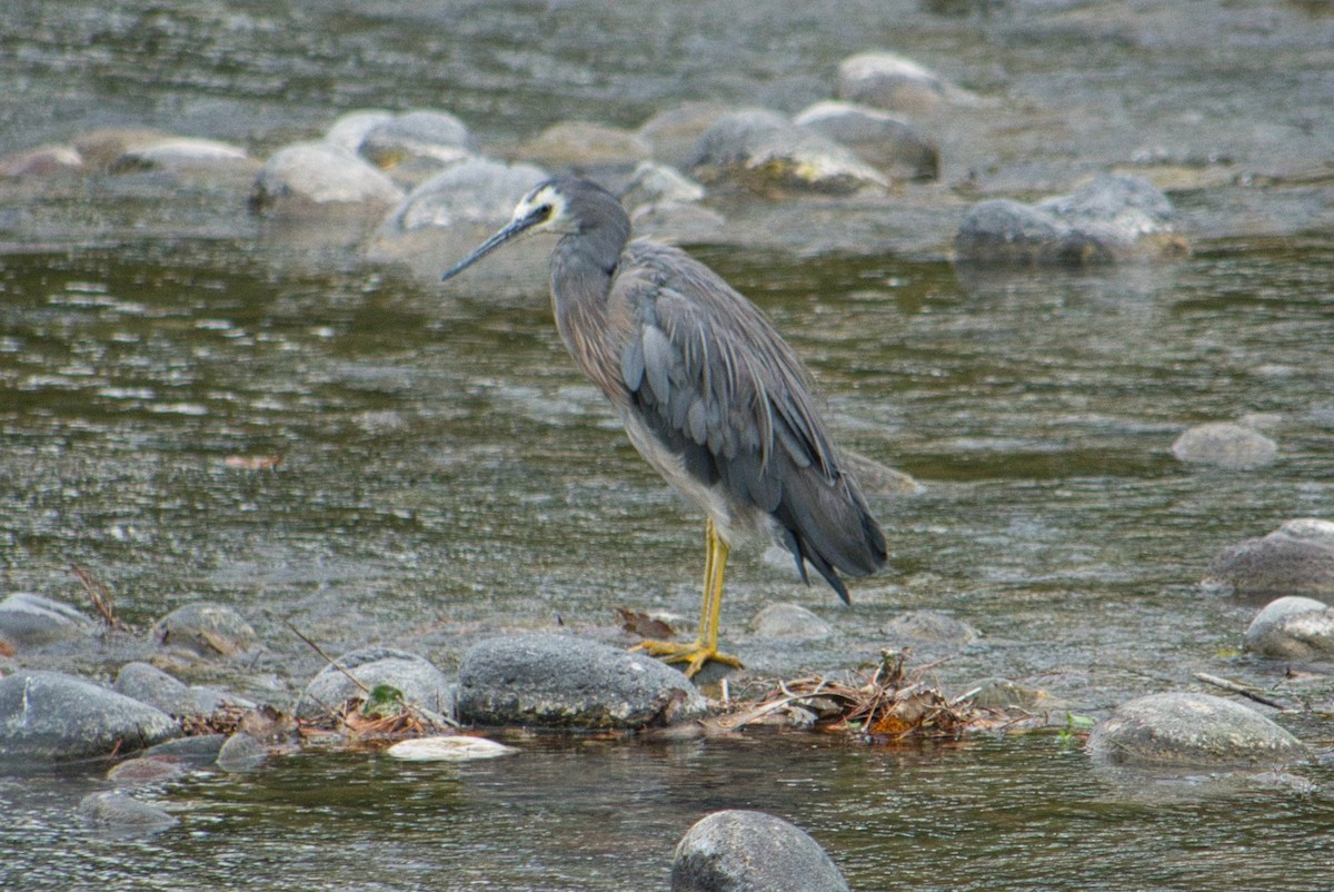 White-faced Heron - ML625082796