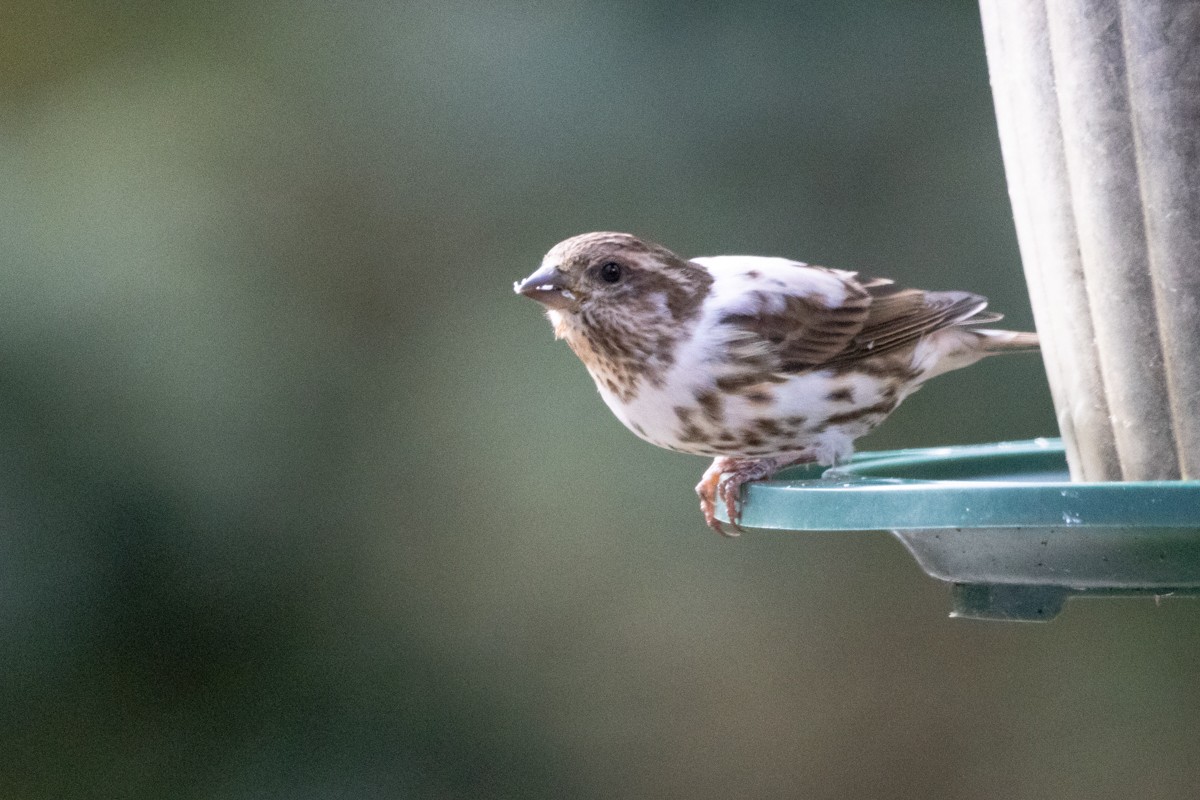 Purple Finch - ML625082838