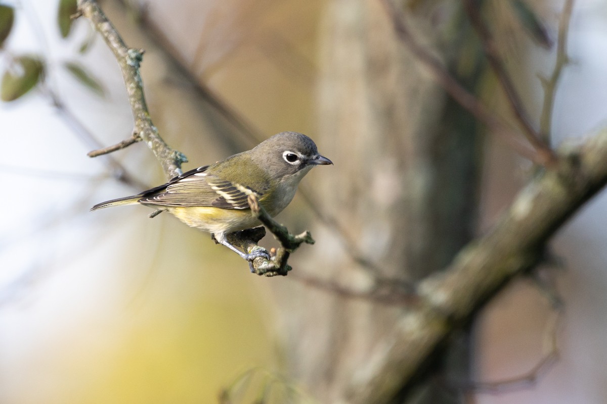 Blue-headed Vireo - ML625083040