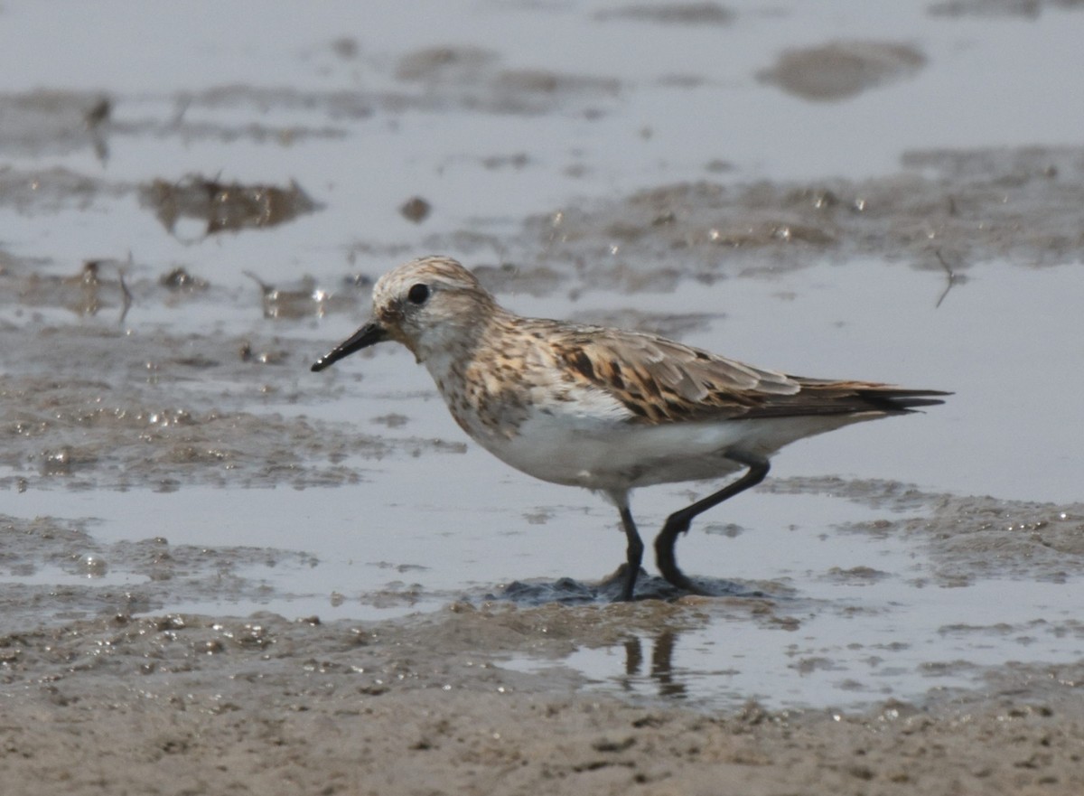 Little Stint - Frank Willems - Birding Zambia