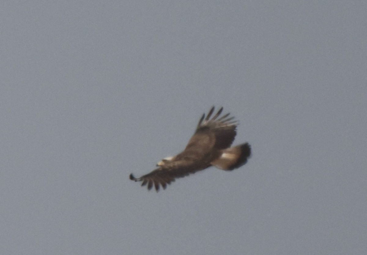 Western Banded Snake-Eagle - Frank Willems - Birding Zambia