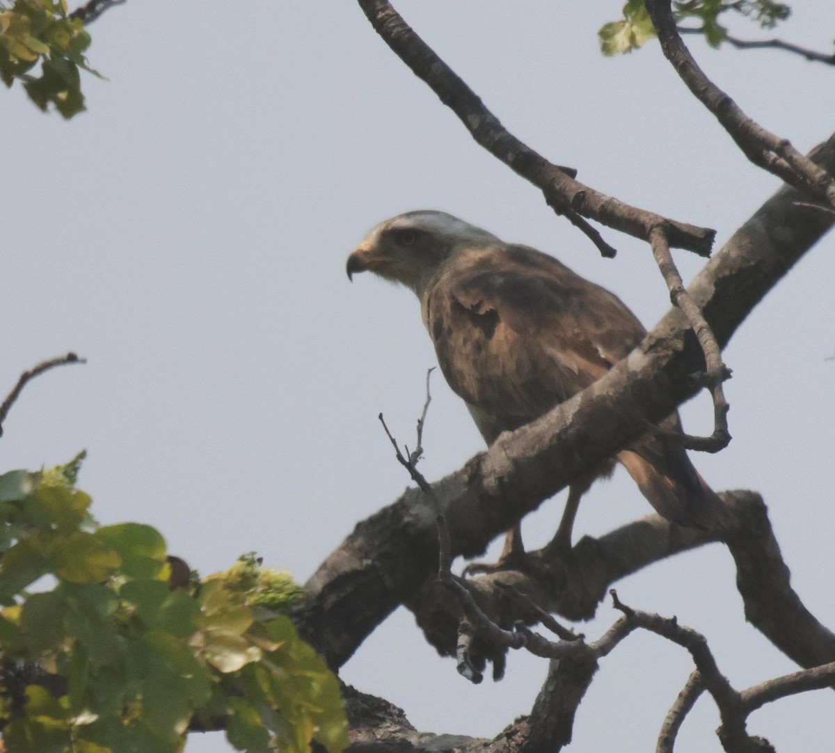 Western Banded Snake-Eagle - Frank Willems - Birding Zambia