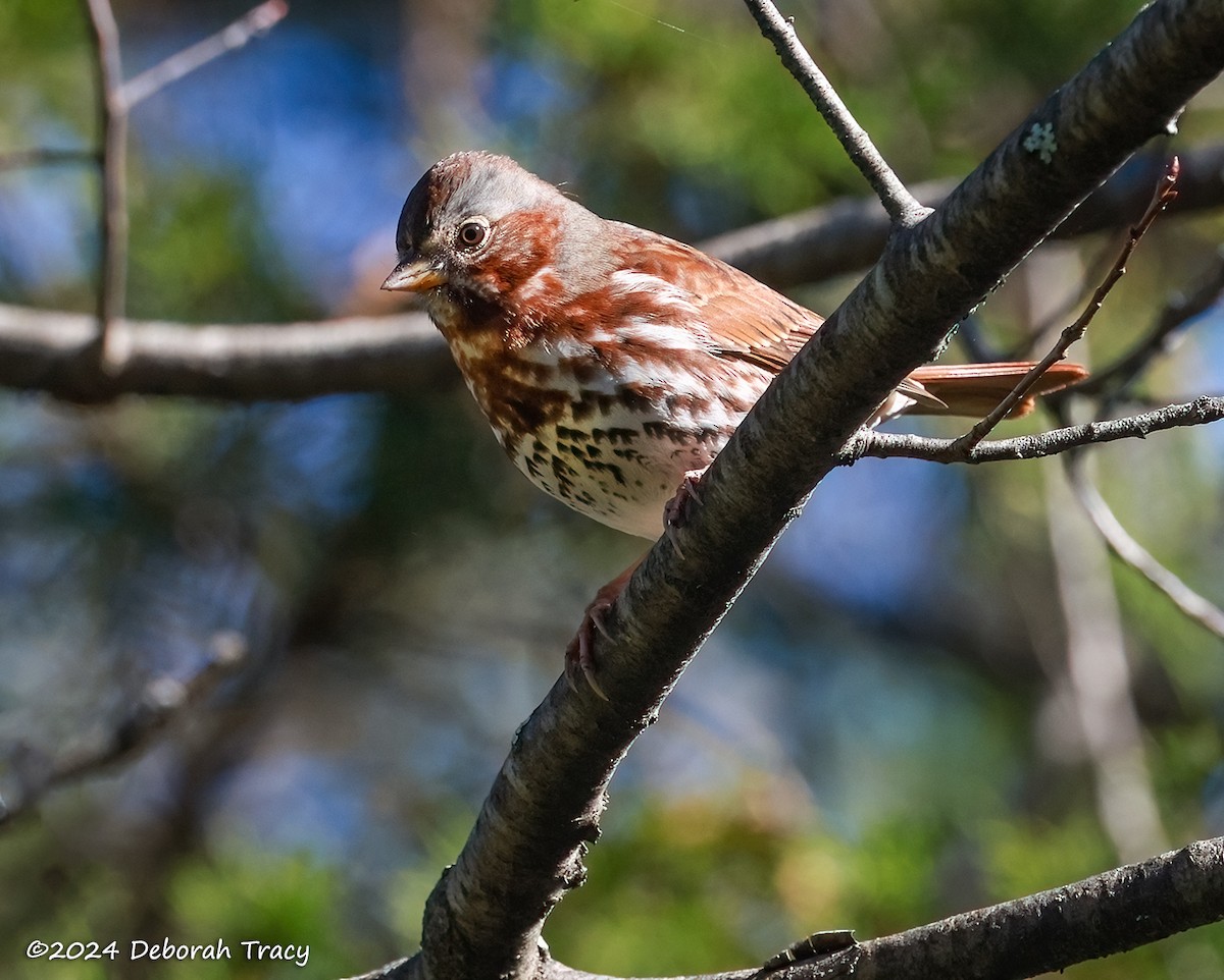 Fox Sparrow - ML625083207