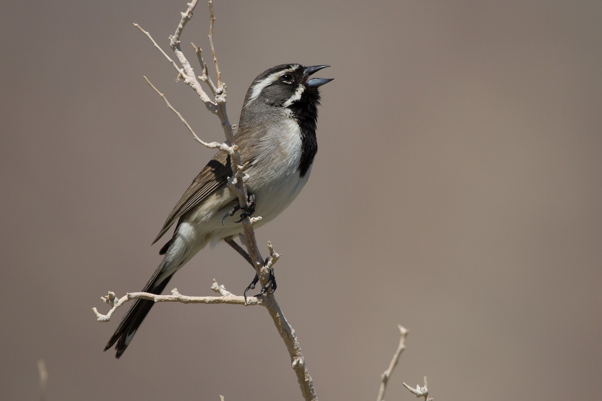 Black-throated Sparrow - ML625083396