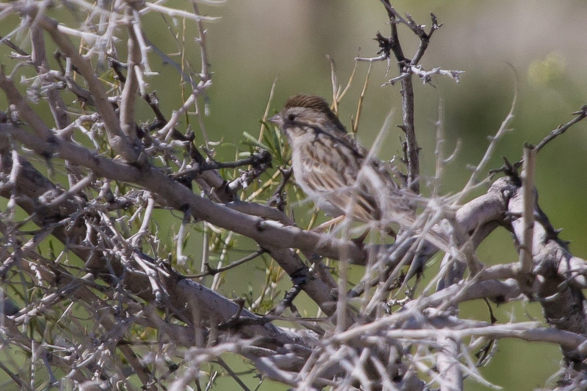 Brewer's Sparrow - ML625083407