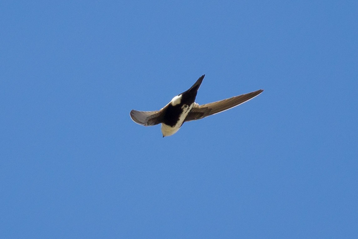 White-throated Swift - ML625083414