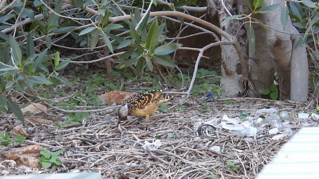 Western Bowerbird - ML625083475