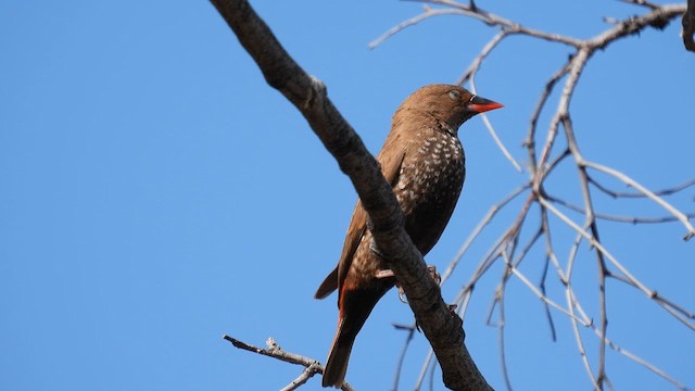 Painted Firetail - ML625083507