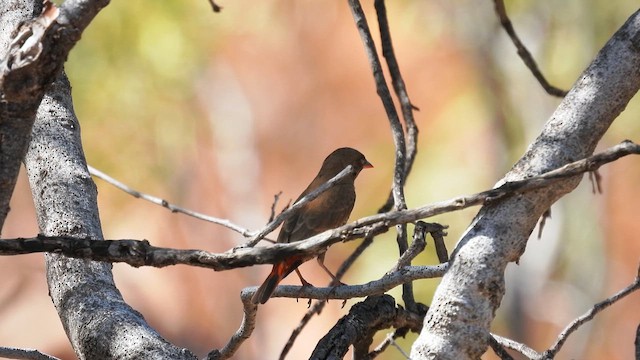 Painted Firetail - ML625083518