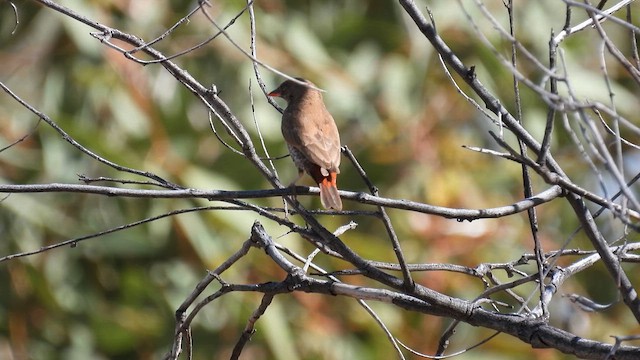 Painted Firetail - ML625083524