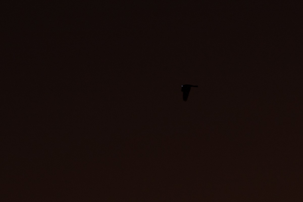 Bahian Nighthawk - ML625083539