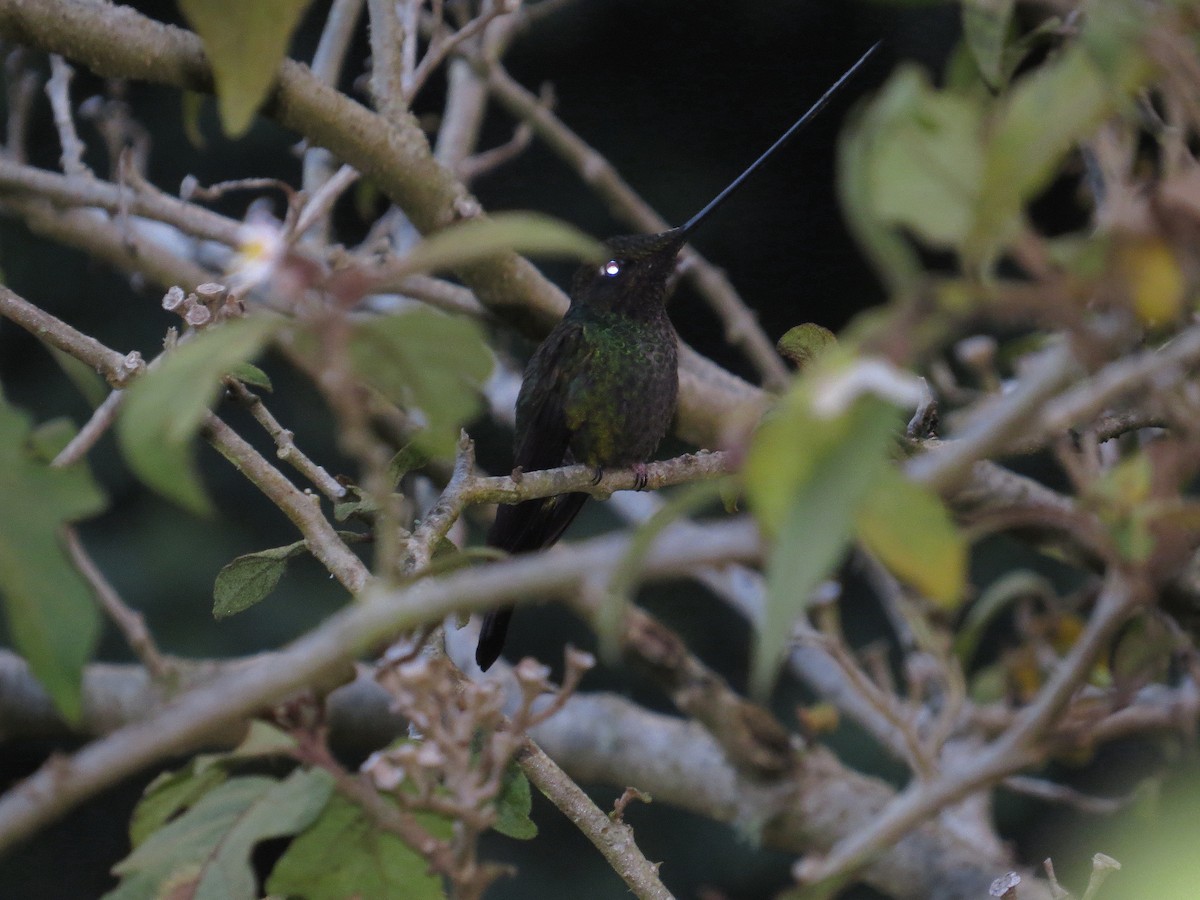 Sword-billed Hummingbird - ML625083545