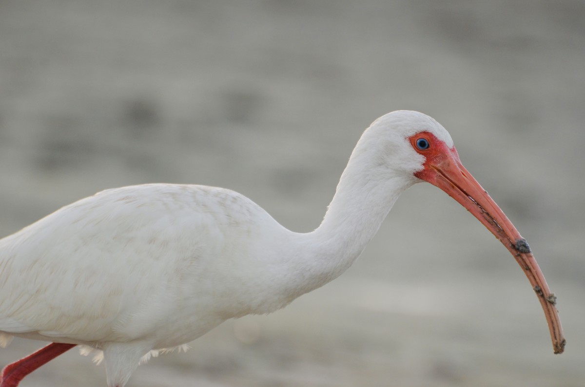 White Ibis - ML625083610