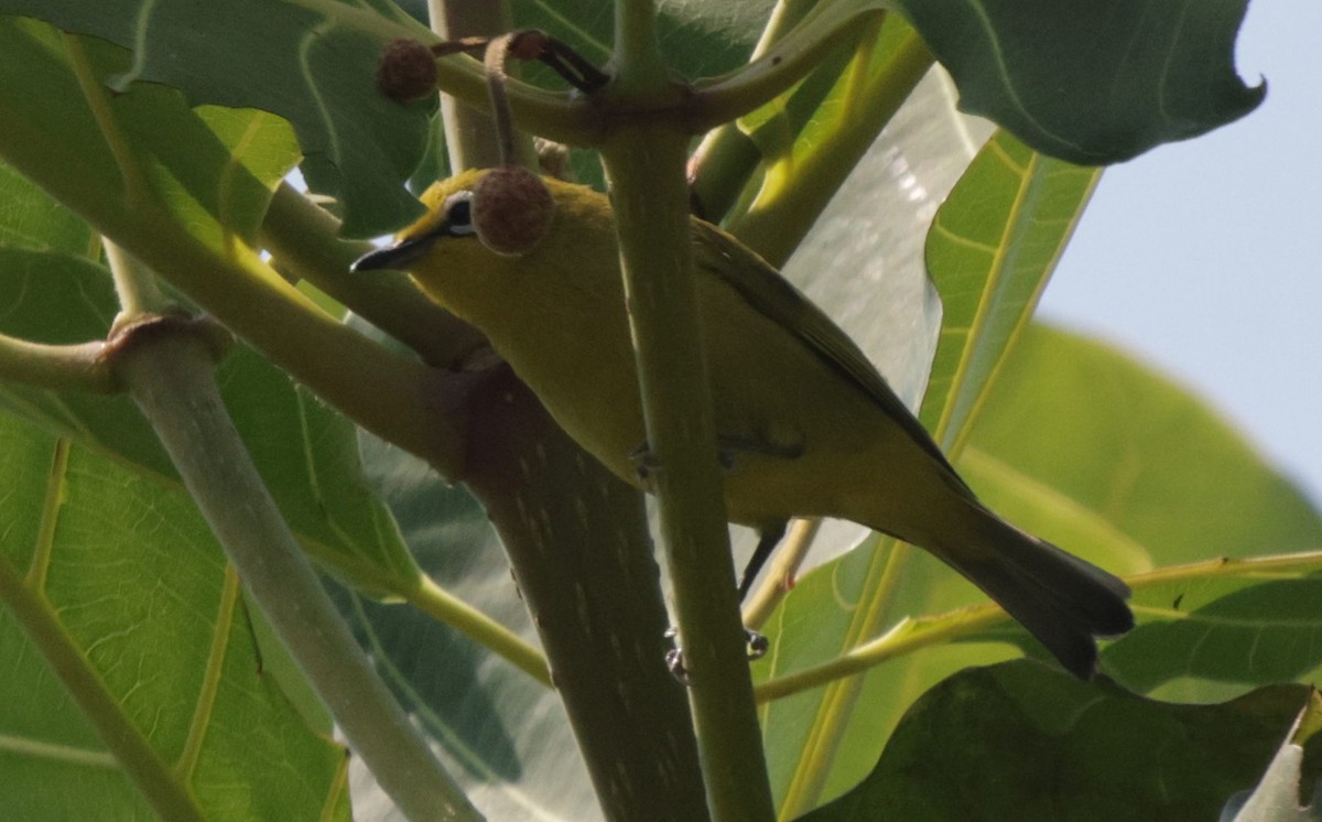 Southern Yellow White-eye - ML625083695