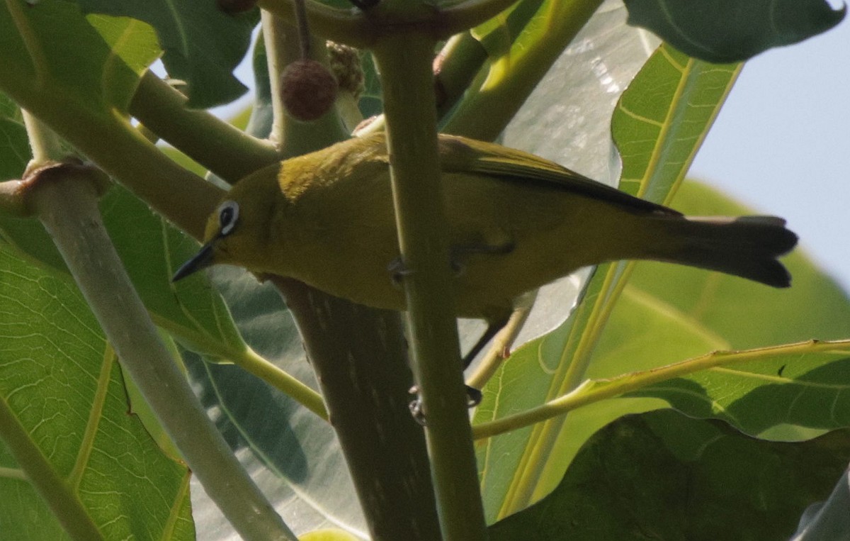 Southern Yellow White-eye - ML625083696