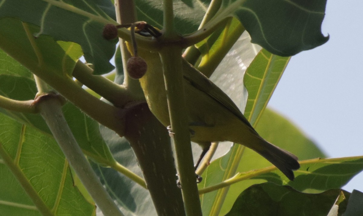 Southern Yellow White-eye - ML625083697