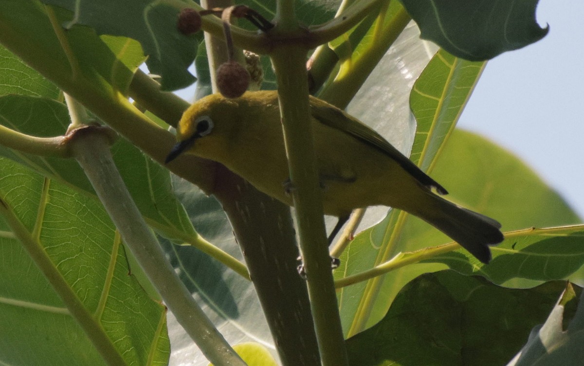 Southern Yellow White-eye - ML625083699