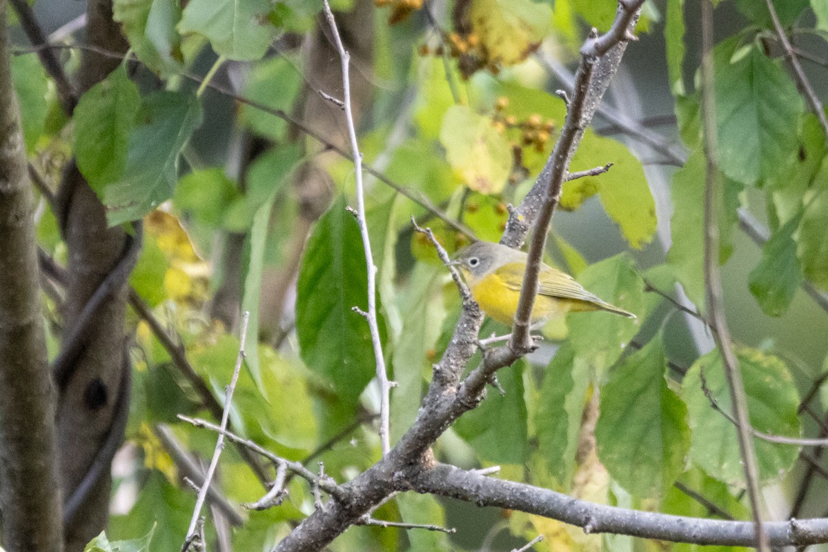 Nashville Warbler - ML625083729
