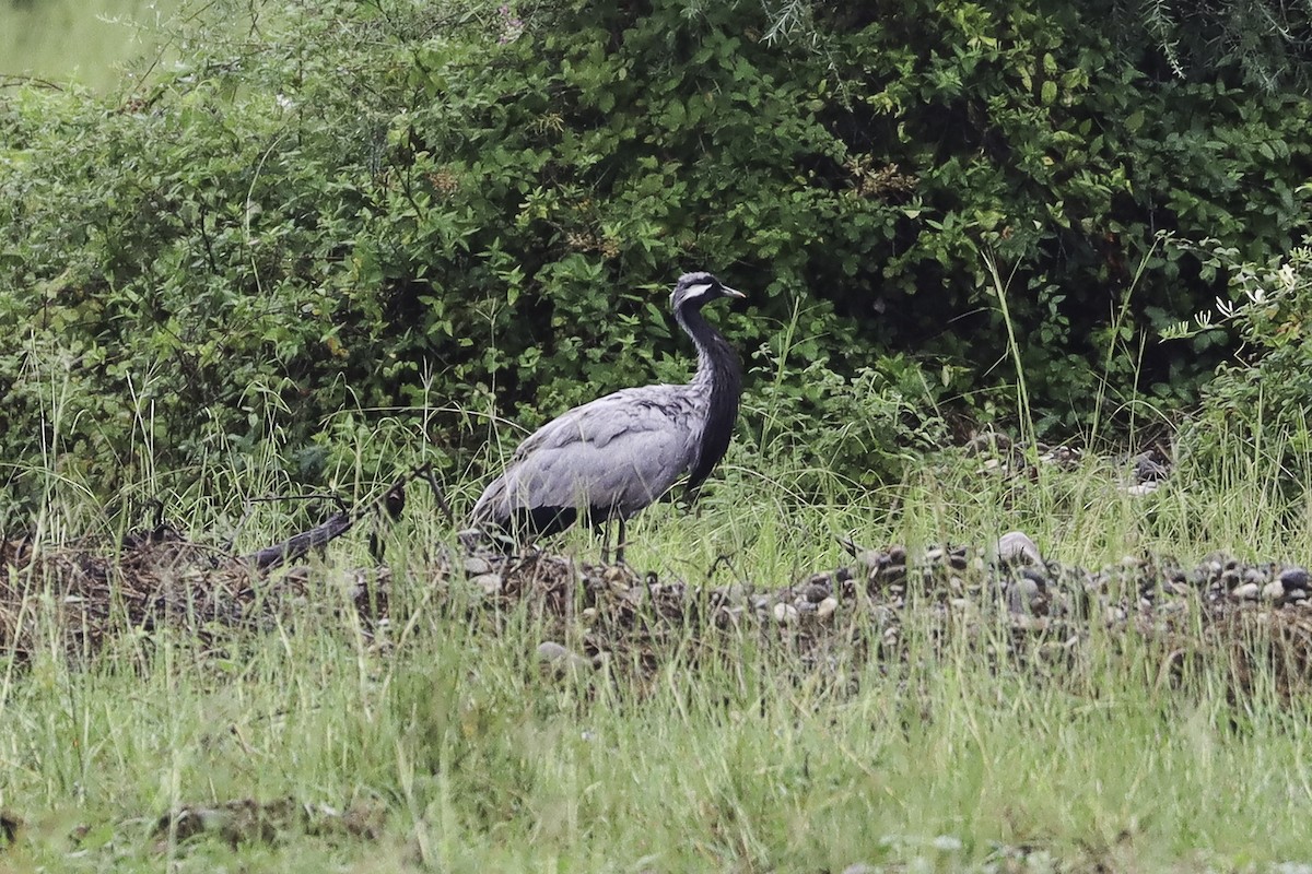 Demoiselle Crane - ML625083799