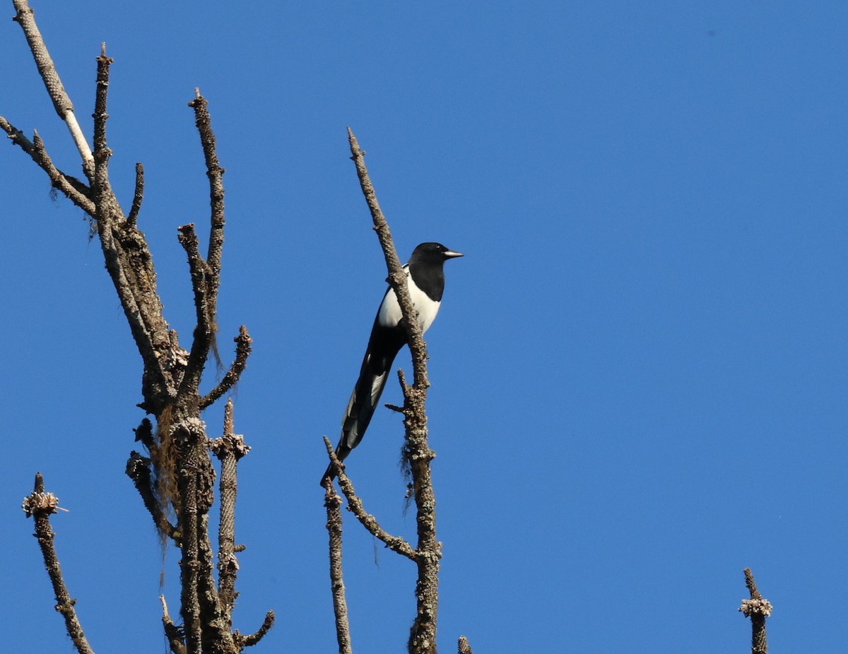 Black-billed Magpie - ML625083803