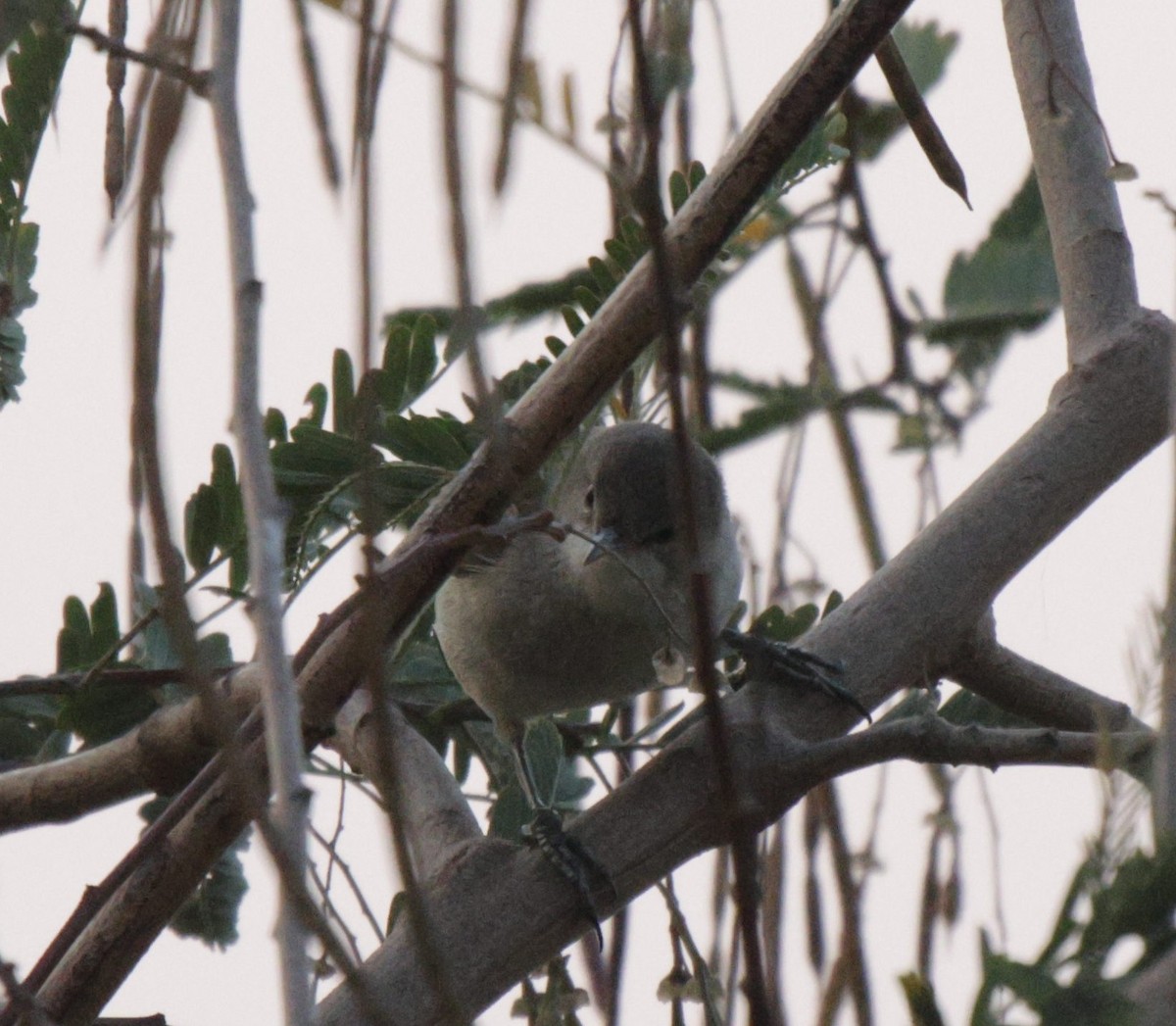 Lesser Swamp Warbler - ML625083841