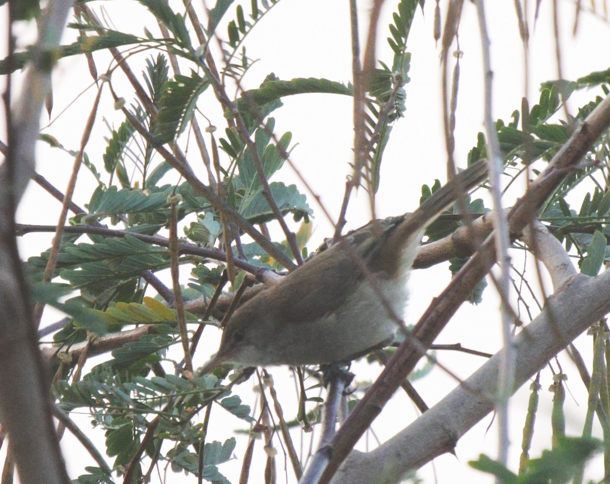 Lesser Swamp Warbler - ML625083842