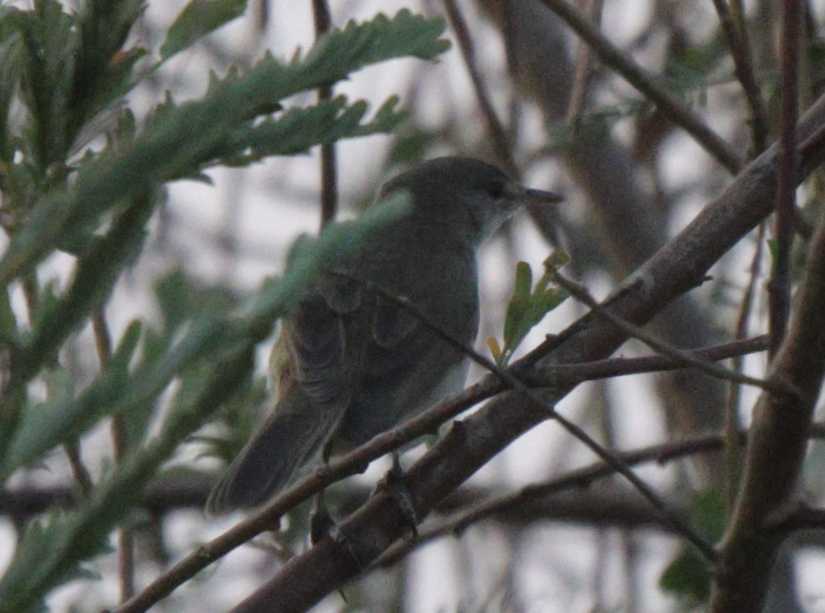 Lesser Swamp Warbler - ML625083843