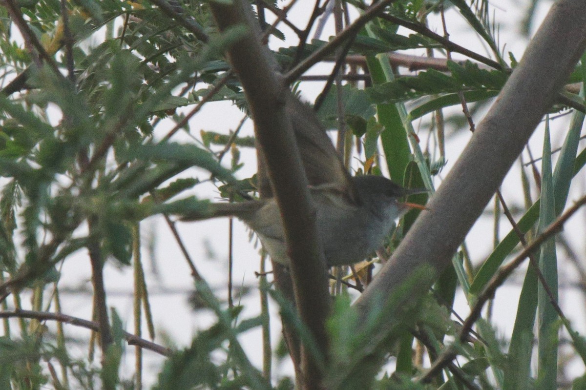 Lesser Swamp Warbler - ML625083844