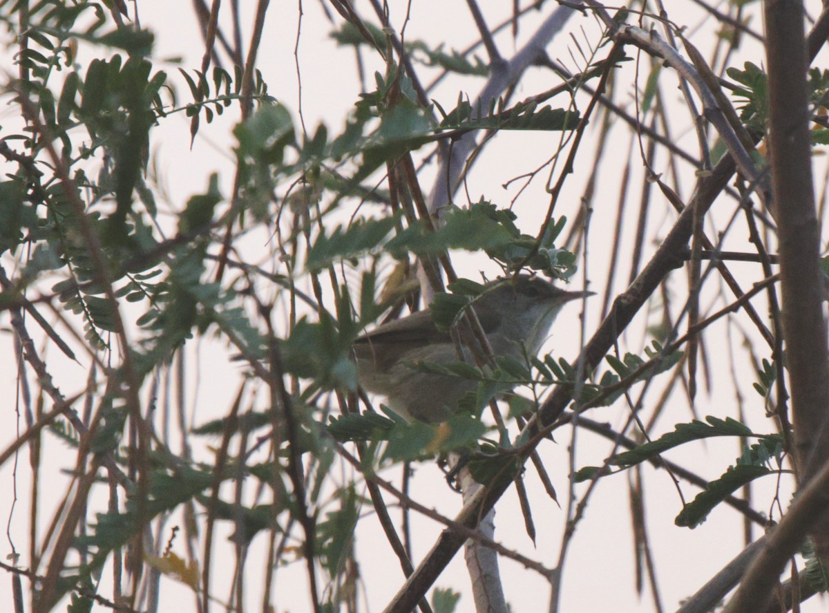 Lesser Swamp Warbler - ML625083845