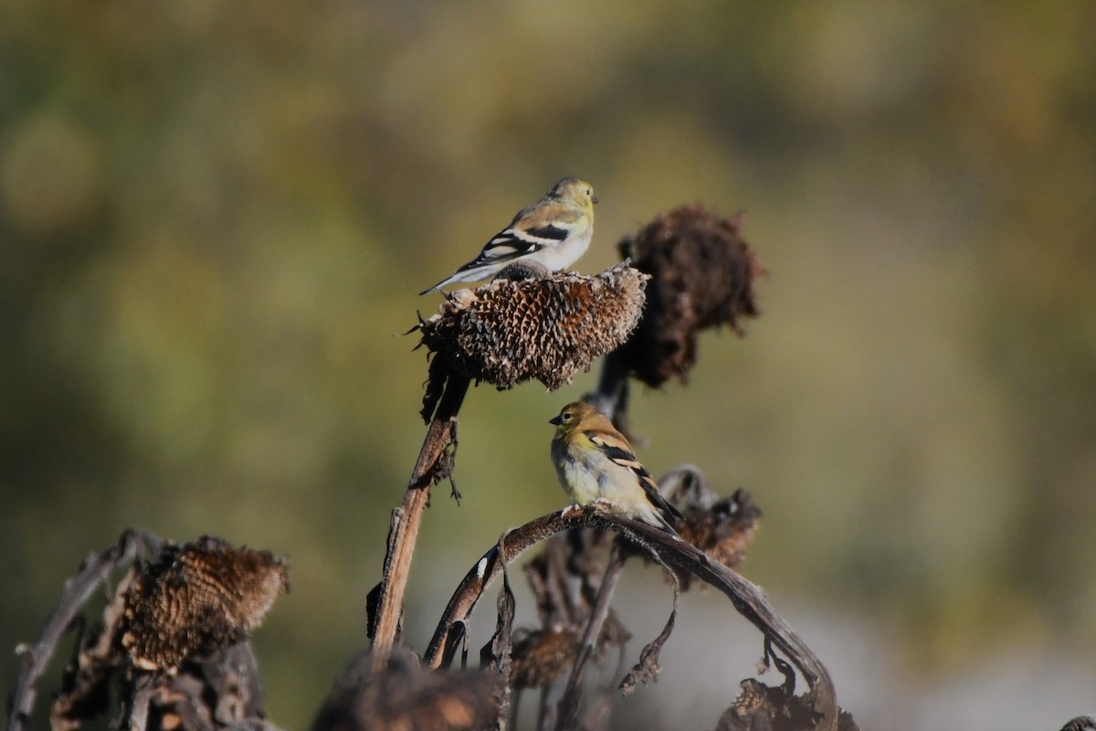 American Goldfinch - ML625083888
