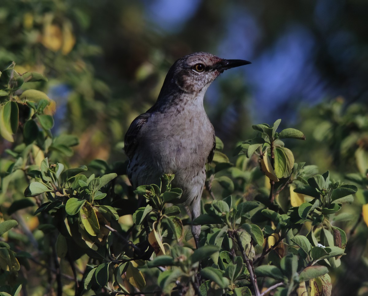 Bahama Mockingbird - ML625083975